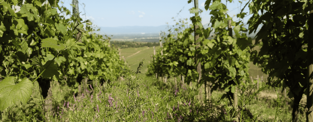 Le vin bio !