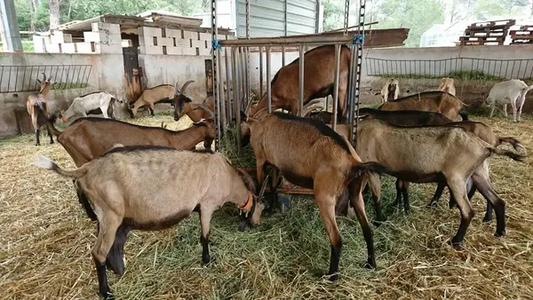 FERME CANTERPERDRIX
