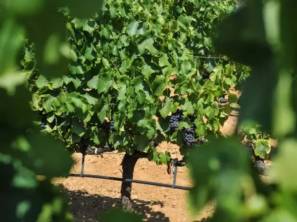CHATEAU MARAVENNE