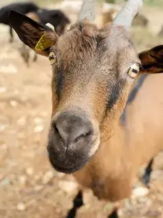 LA FERME DE CHEVRE FEUILLE
